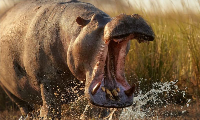 Territorial Terrors: Hippos