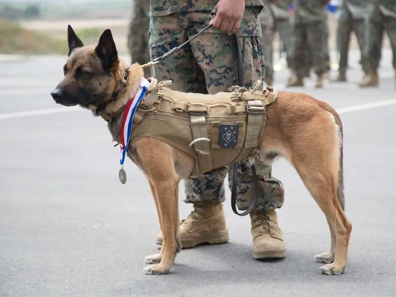 Multi-Purpose K9 Warriors