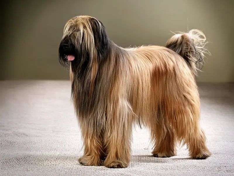 Briard
