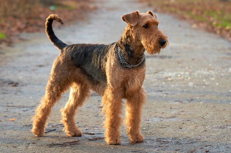 Airedale Terrier: The King Of Terriers