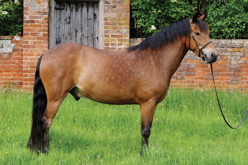 New Forest Pony