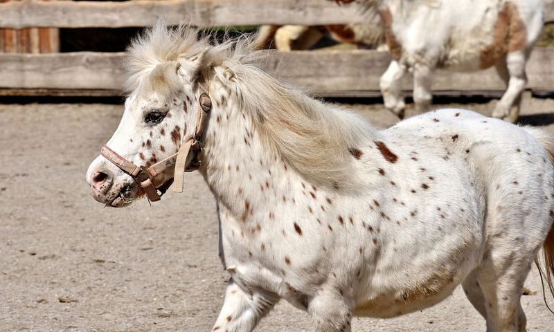 Ponies Of The Americas: Kid-Friendly Spotted Companions