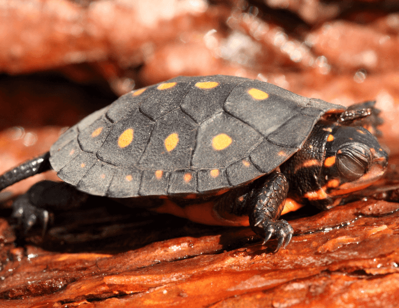 The Ninja Master: Spotted Turtle