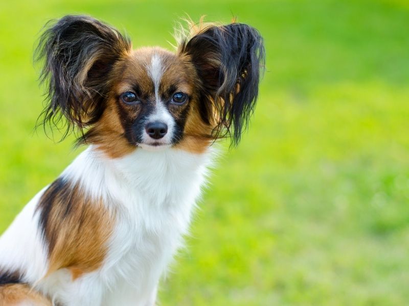 Papillon