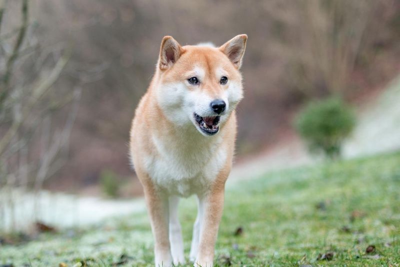 Shiba Inu