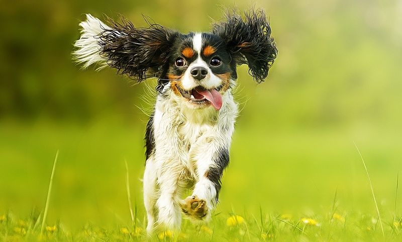 Cavalier King Charles Spaniel