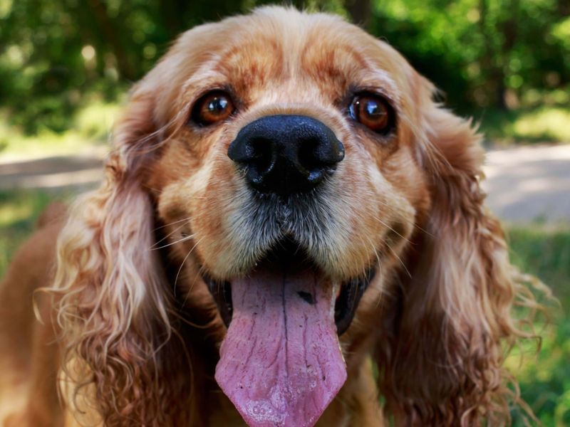 Cocker Spaniel
