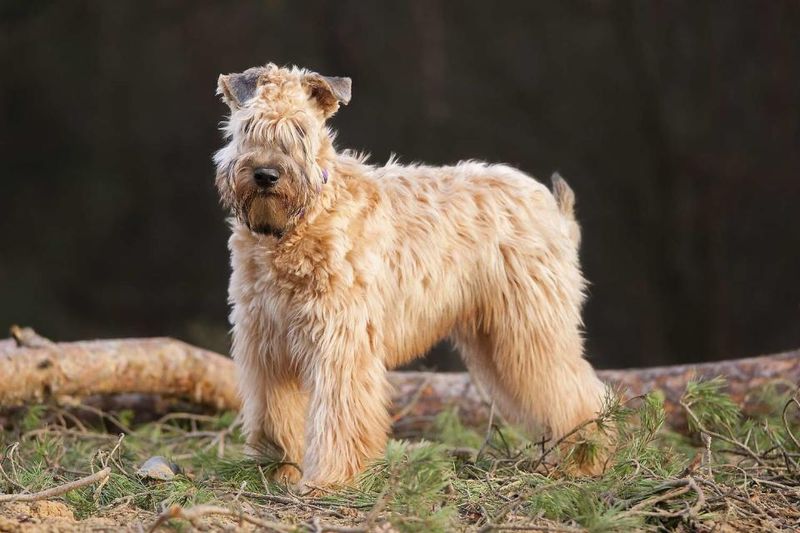 Soft-Coated Wheaten Terrier: The Irish Charmer