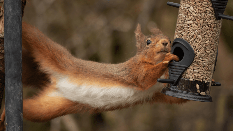 Squirrel Solutions Working