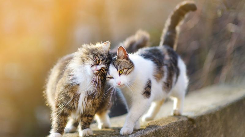 Introduce Scent Swapping