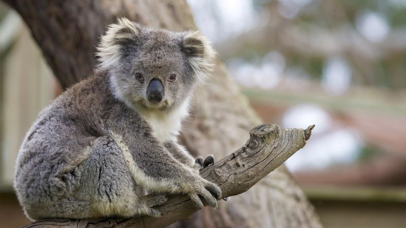Koalas: Eucalyptus-Scented Softness