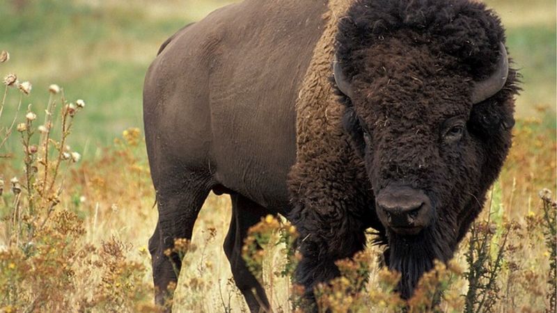 Henry Mountains' Wild Freedom