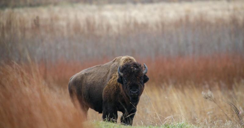 Iowa's Neal Smith Wildlife Refuge Studies Prairie Restoration