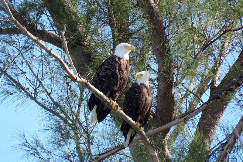 Florida