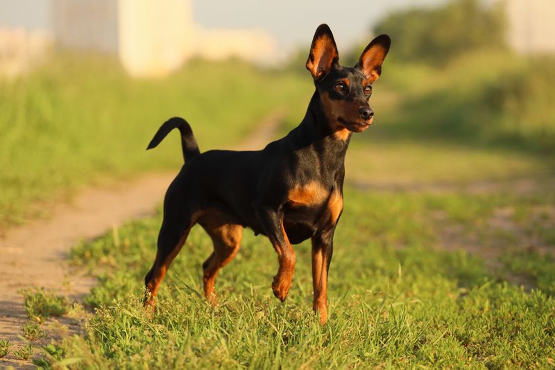 Dignified Divas: Miniature Pinschers