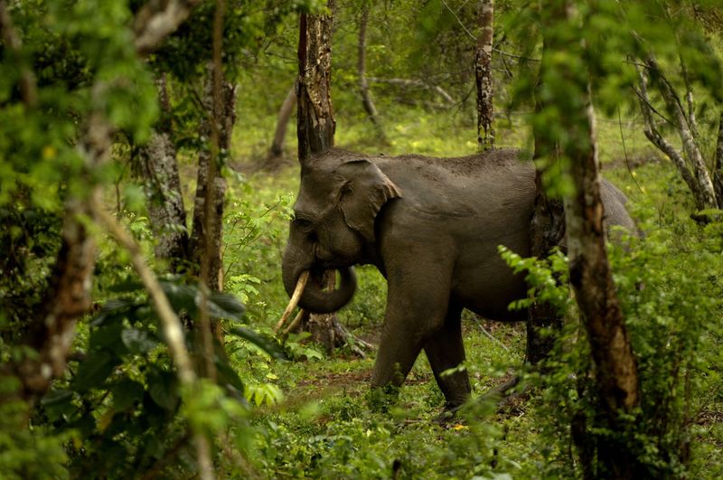 Tusked Wanderers Of The Wilderness