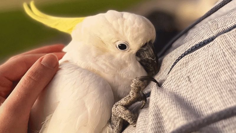 Affectionate Cockatoo Cuddle Experts