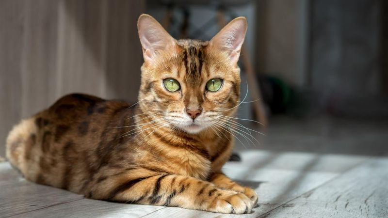 Hypoallergenic Qualities