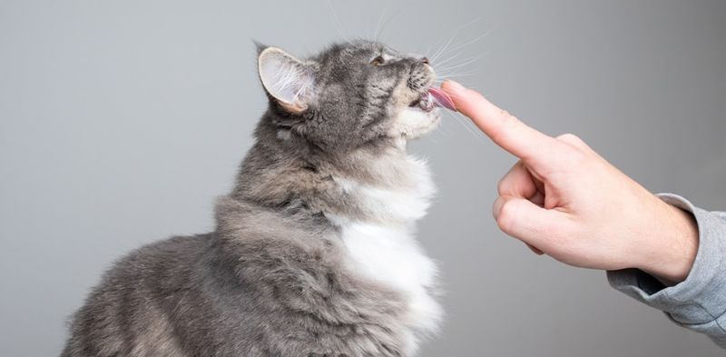 Affectionate Grooming