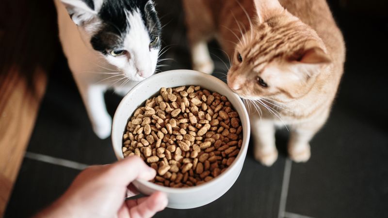 Free-Feeding Dry Food Only