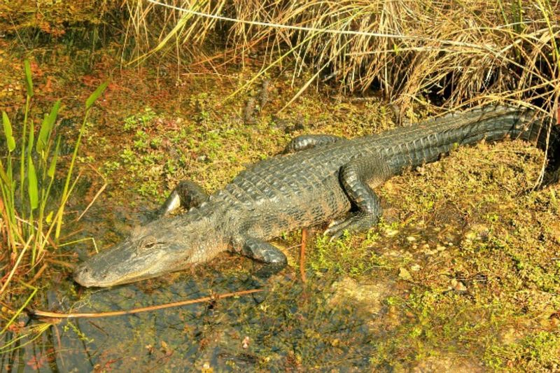 Arkansas: Natural State's Swamp Sovereigns