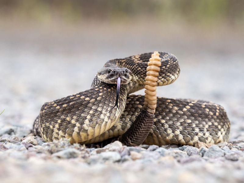 Eastern Diamondback Rattlesnake: A Rattlesnake With A Lethal Bite