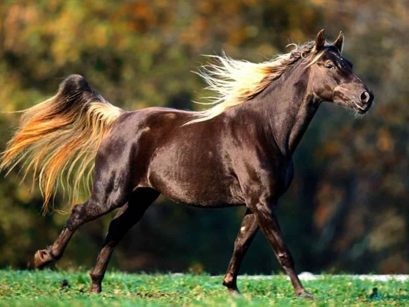 Rocky Mountain Horse: The Chocolate Dream Machine