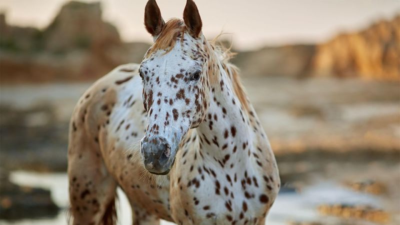 Appaloosa (Idaho)