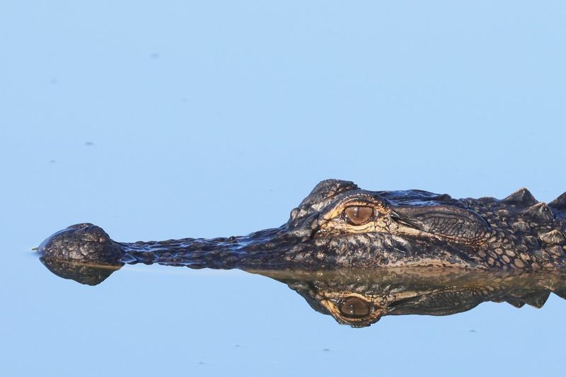 Tennessee: Volunteer State's Rare Reptiles
