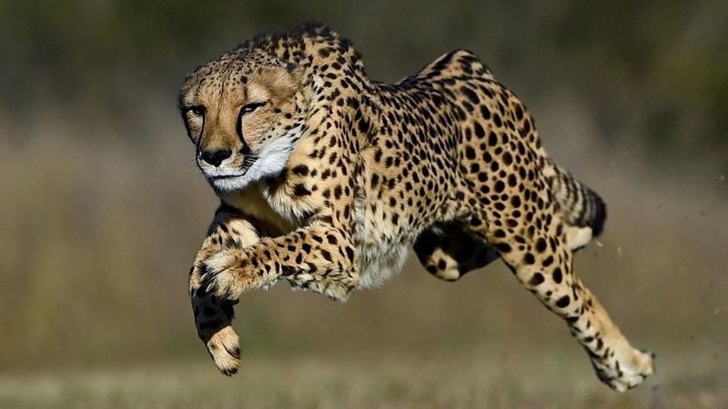 Grassland Illusionists: Cheetahs