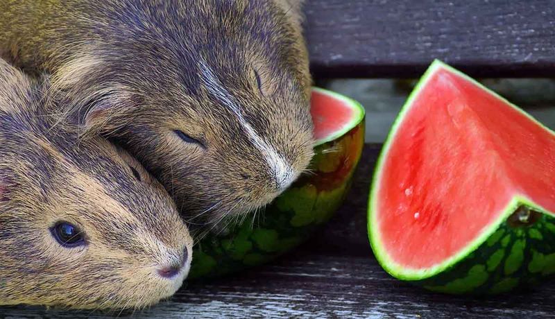 Vegetables With High Water Content Help Hydration