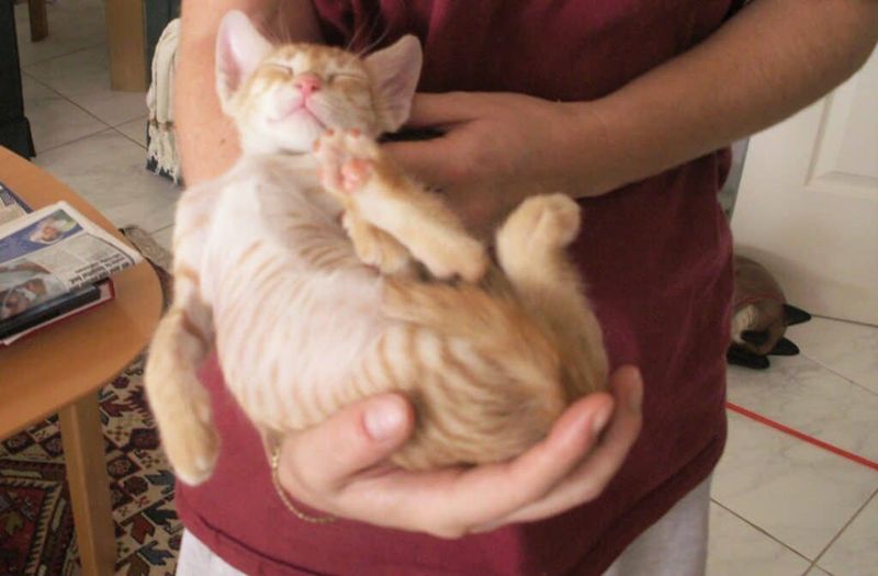 Forcing Affection On Your Terms