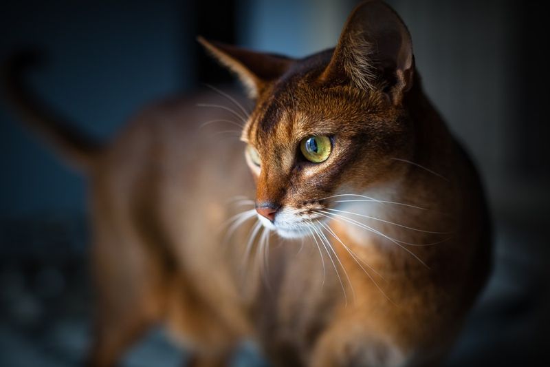 Desert Whispers: The Abyssinian