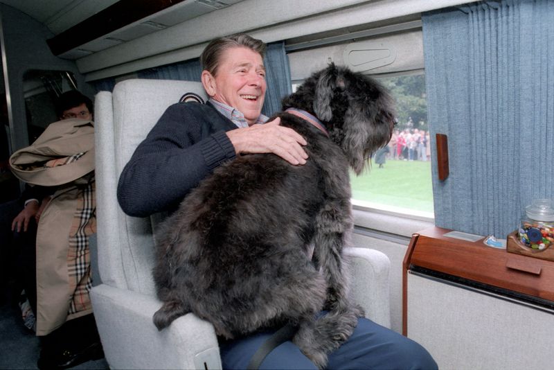 Hollywood Hound: Reagan's Bouvier Des Flandres Captured Hearts