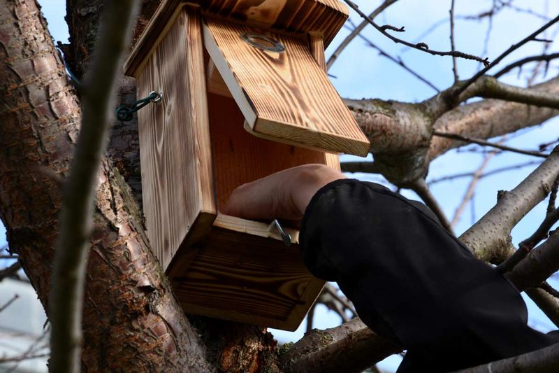 Between Nesting Attempts