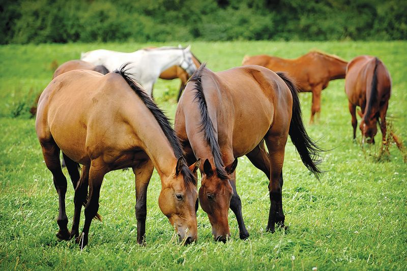 Buddy Up With Equine Friends