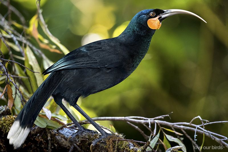 Huia: The Sacred Bird With Mismatched Bills