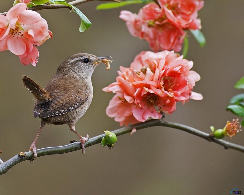 Wren