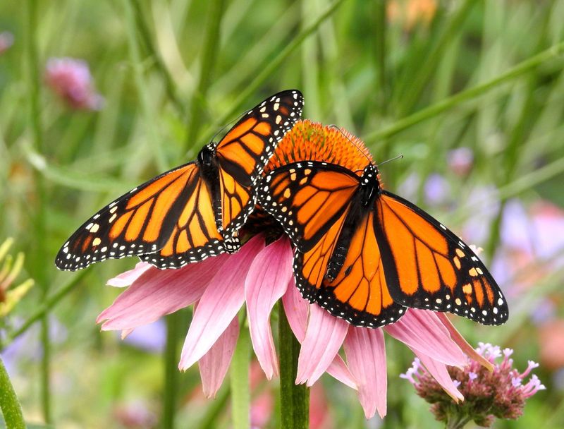 Butterflies Embrace Dramatic Transformation