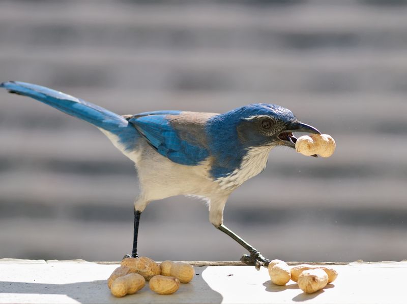 Western Scrub-Jays: Planning Prodigies