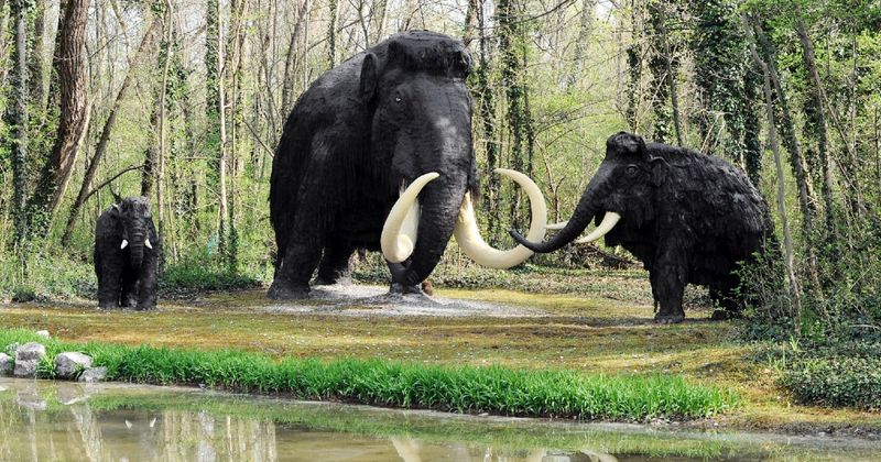 Surrogate Elephant Challenges