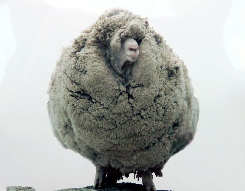Wool-Burdened Sheep