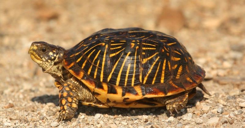 Hibernation Champions: Box Turtles