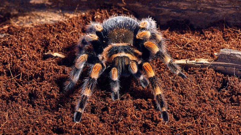 Mexican Brown Tarantula