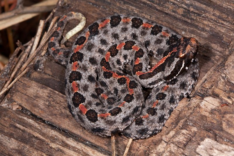 Pygmy Rattlesnake