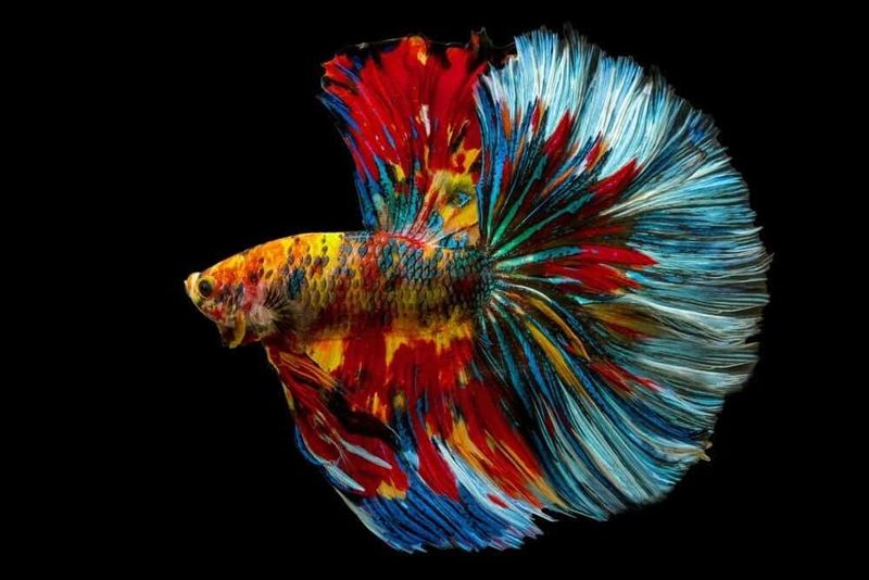 Bettas And Fancy Guppies