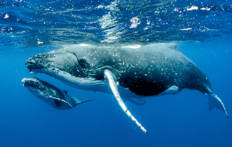 Humpback Whales: Ocean's Long-Distance Swimmers