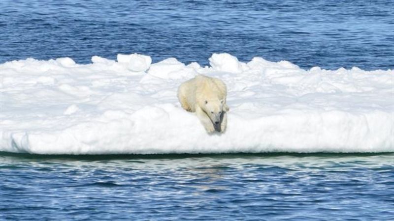 Polar Bears: Victims Of Climate Change
