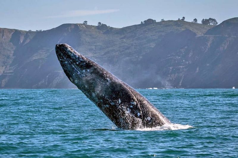 Gray Whales: The Coastal Voyagers