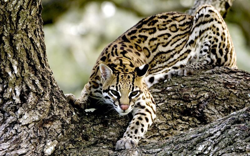 Ocelots